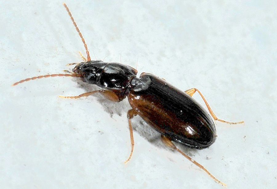 Trechus quadristriatus (cf), Carabidae